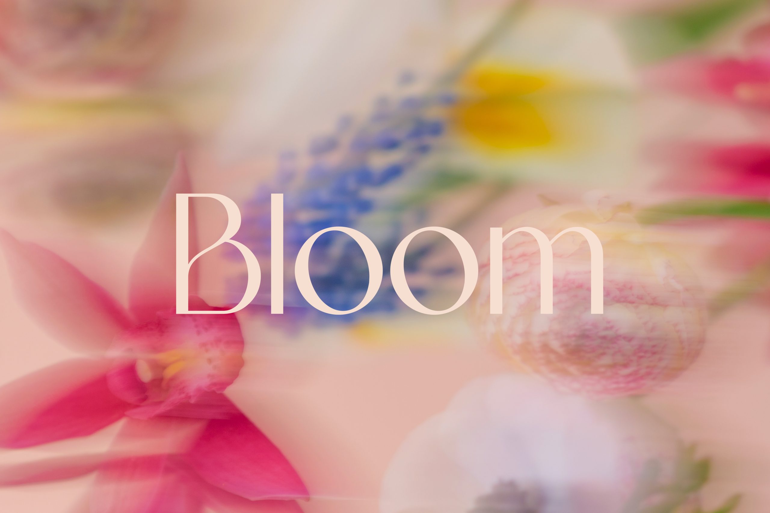 Projecto Bloom Imagem
